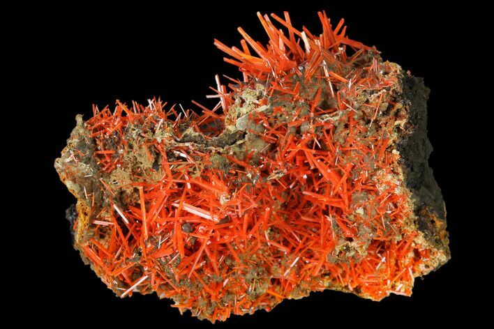 Bright Orange Crocoite Crystal Cluster - Tasmania #171650